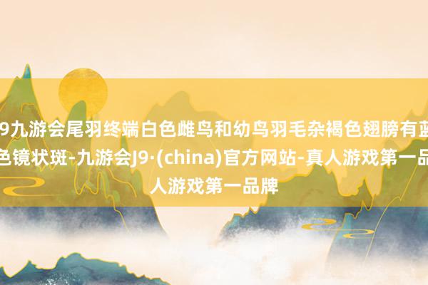 j9九游会尾羽终端白色雌鸟和幼鸟羽毛杂褐色翅膀有蓝紫色镜状斑-九游会J9·(china)官方网站-真人游戏第一品牌